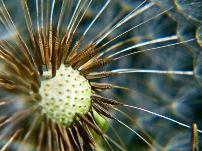 Flower garden seeds