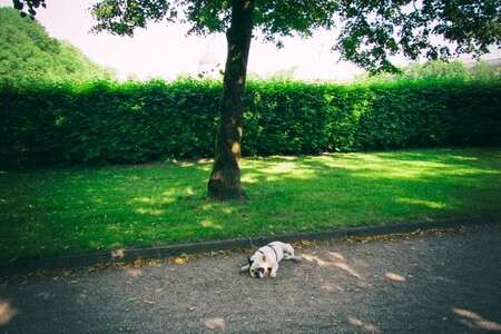 Pug Dog Tired Tree Grass Bush photo