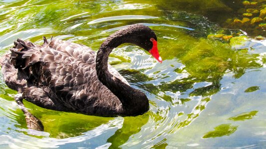 Beautiful black swan photo