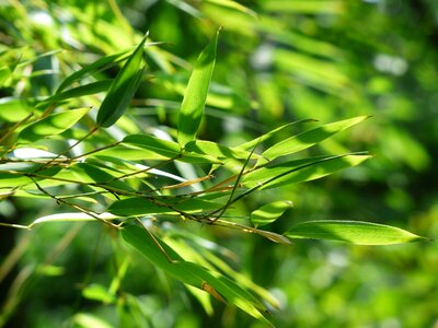 Green licorice poaceae