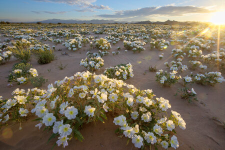 White Flowers in the desert in the Cadiz wilderness