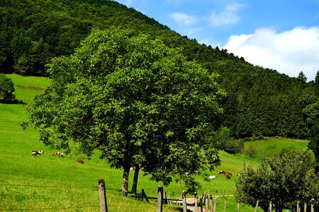 Branch climate countryside photo