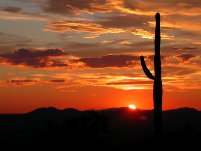 Saguaro silhouette in fiery Sonoran Desert sunset lit sky photo