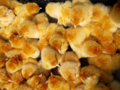 Yellow chicks fledglings photo