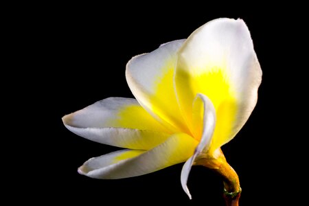 Blossom bloom white yellow