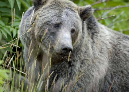 Grizzly Bear in Yellowstone National Park photo