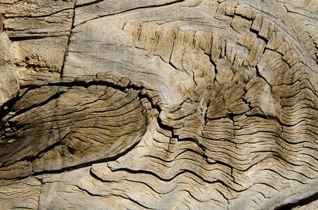 Former veins texture