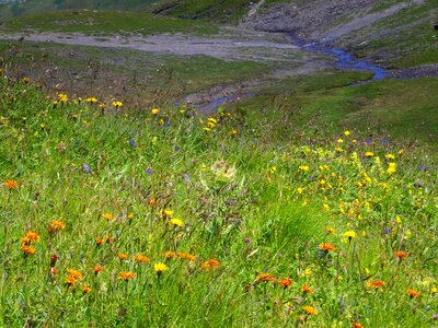Summer meadow alpine alpine flowers