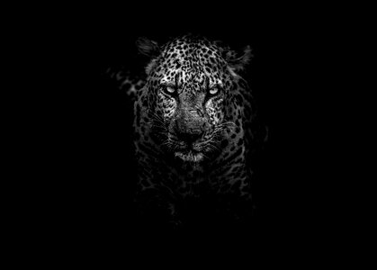 Leopard Black and White Shading Effect photo