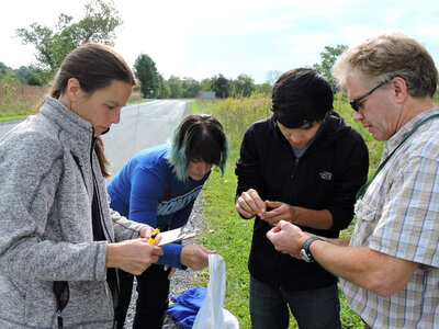 Employees tag  Monarch butterflies