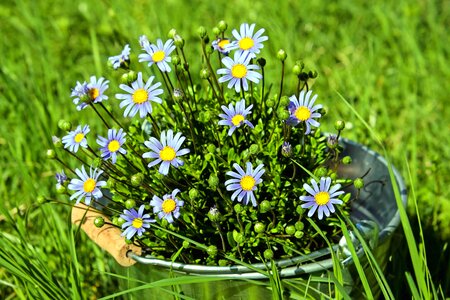 Aster Astereae beautiful flowers bloom