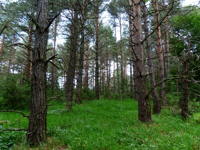 Tree trunks forestry pine photo