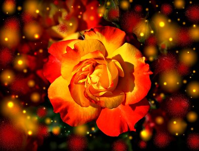Blossom bloom colorful