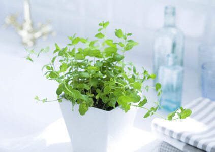 Plant pot at the bathroom photo