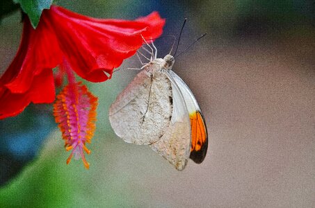 Nature animals brown