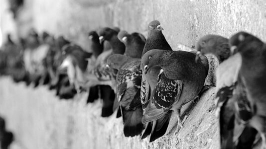 Nature pigeon birds