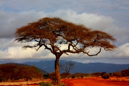 Kenya view tree