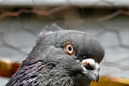 Eye pigeon portrait