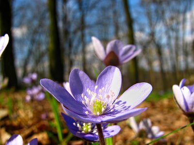 Violet lilac woods