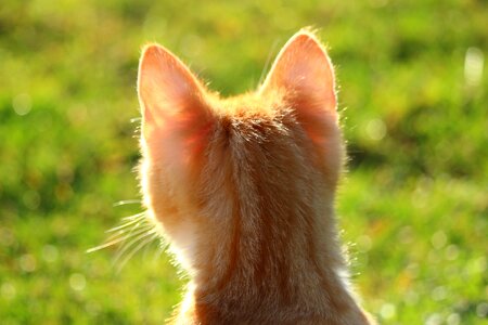 Animal canine cat photo