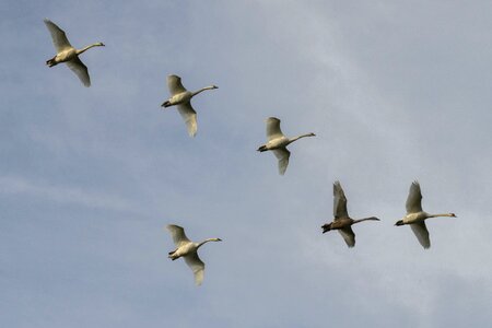 Air animal aquatic bird photo