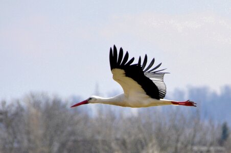 Birds animals flying