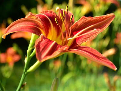 Day lily nature outside photo