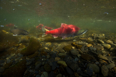 Sockeye Salmon-3 photo