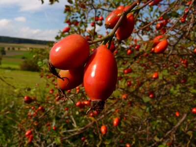 Spiny fruit bush photo