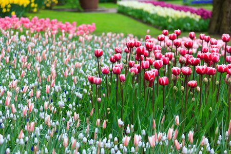 Colorful field flora photo