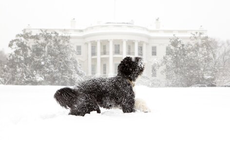 Portuguese water dog bo obama photo