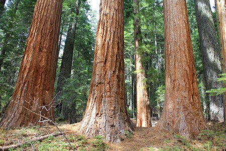 The northernmost stand of Seqouia gigantea California