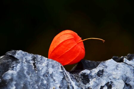 Autumn autumn season colorful