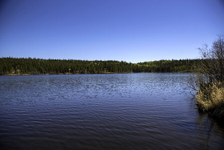 Trees, shoreline, nature, water on the Ingraham Trail