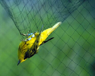 Song Bird yellow yellow warbler