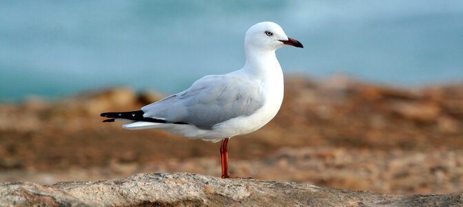 Close-Up of a White Seagull photo