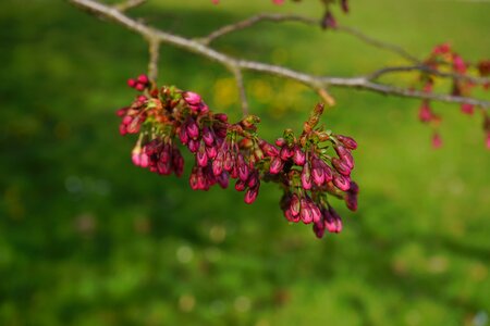Purple branch blossom