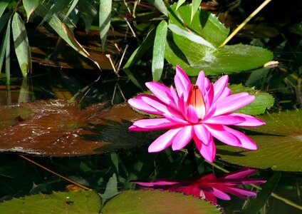 Aquatic plant bloom