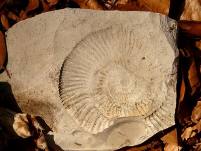 Limestone ammonit fossil photo