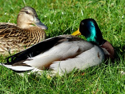 Ducks mallard pair stock duck couple photo