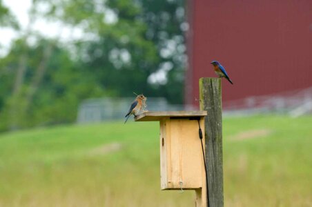 Bird couple home