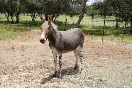 Stripes mammal exotic