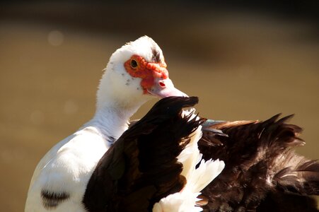 Bird water bird wart photo