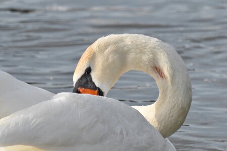 Neck waterfowl swan photo