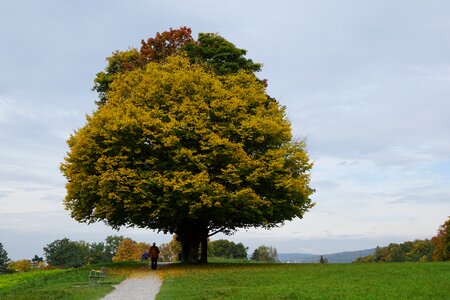 Leaves in the autumn golden autumn landscape photo