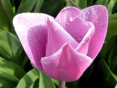 Tulip purple spring photo
