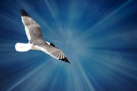 Sky water gull