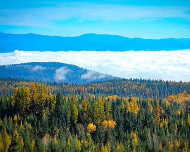 Trees and Forest landscape with clouds and mountains in Northeast Washington