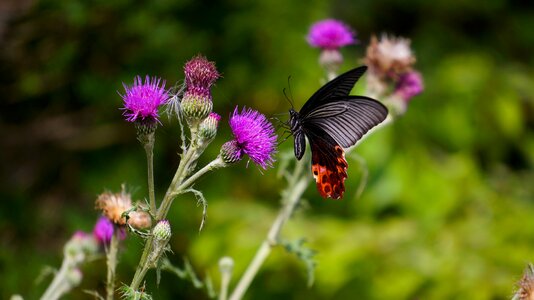 Butterfly flowers nature