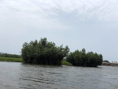 Mangroves water salt lake photo